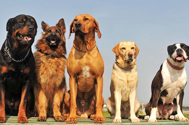 SOS Animais de Primavera do Leste realiza chá quatro patas