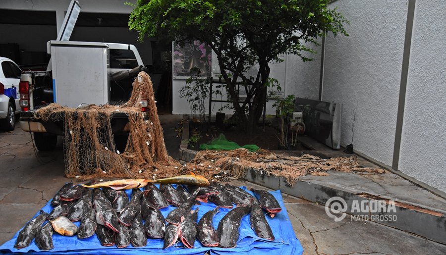 Mais de 200 kg de peixe são apreendidos em residência