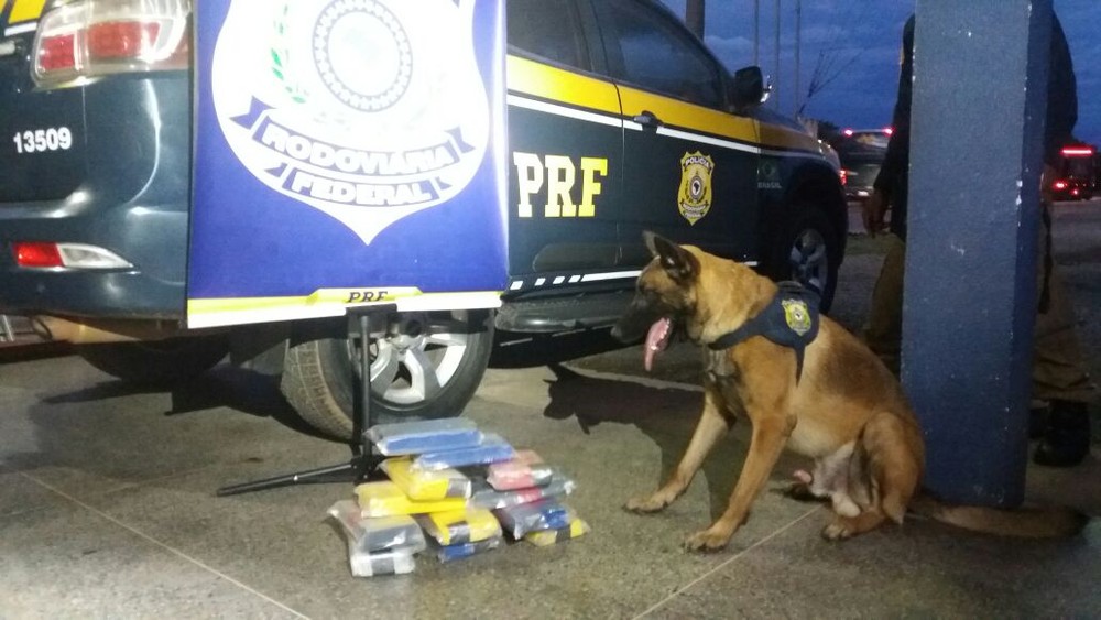 PRF apreende maconha e cocaína com a ajuda de cão farejador