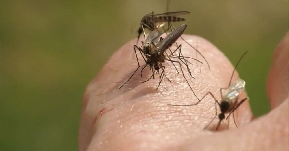 MT é o estado do país com mais casos de chikungunya, diz Ministério da Saúde