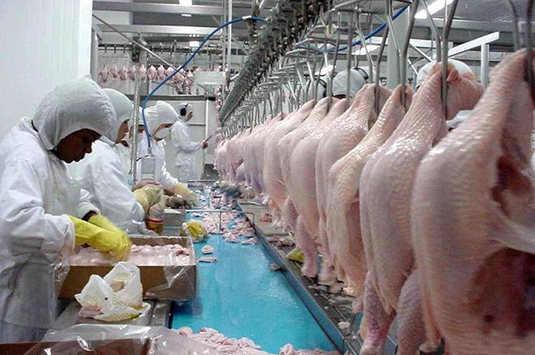 União Europeia embarga 20 frigoríficos de frango do Brasil