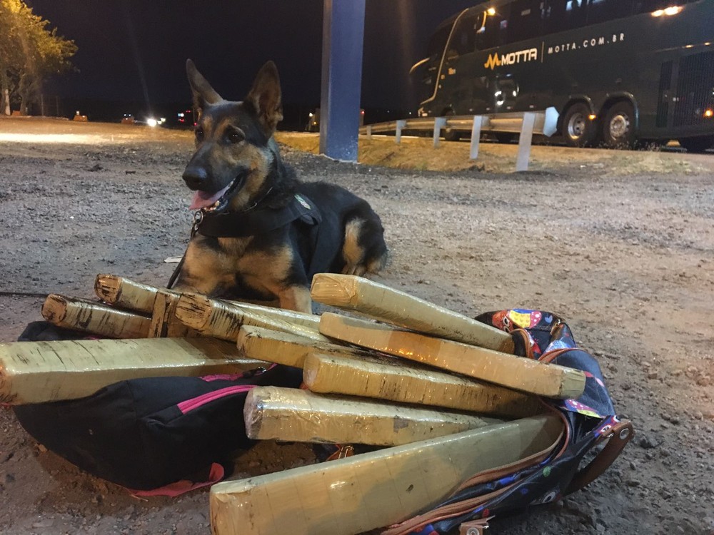 Cadela farejadora encontra maconha coberta por pó de café em bagagem de passageira