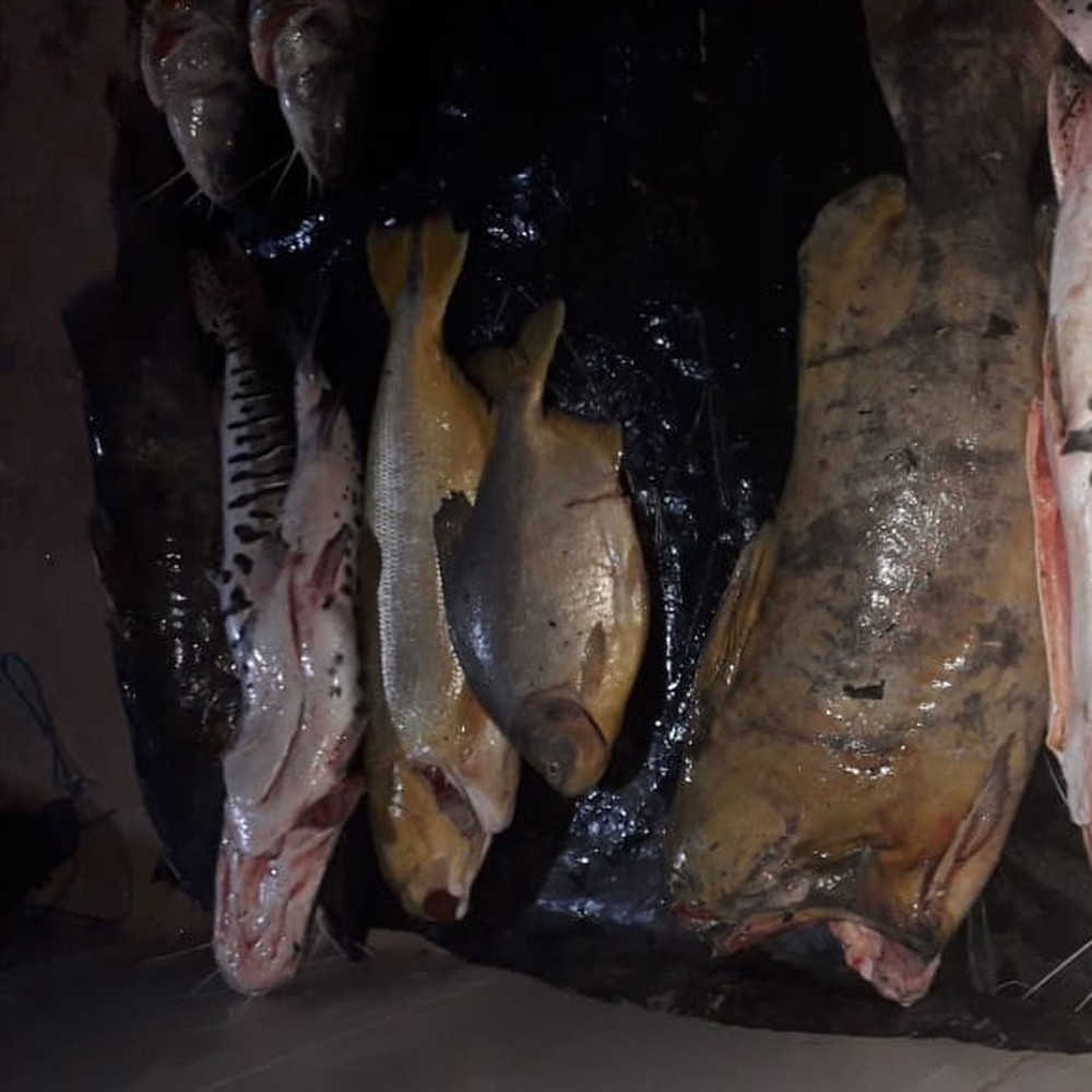 Caixas térmicas com quase 200 kg de pescado irregular são abandonadas às margens de rio em MT