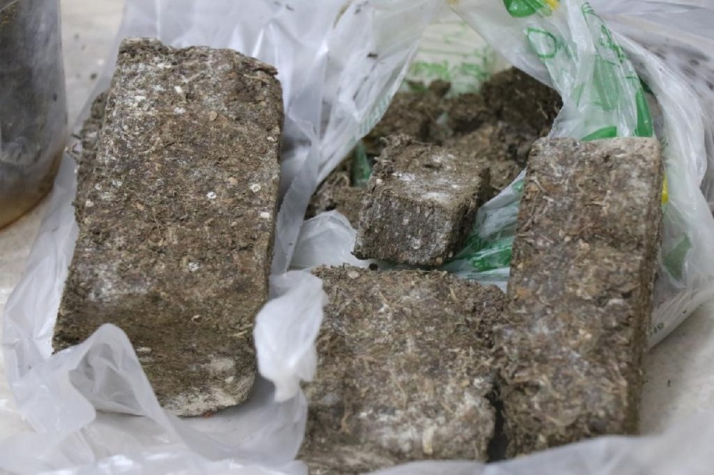 Mulher é presa após neta dizer à polícia que avó escondia droga em sapato