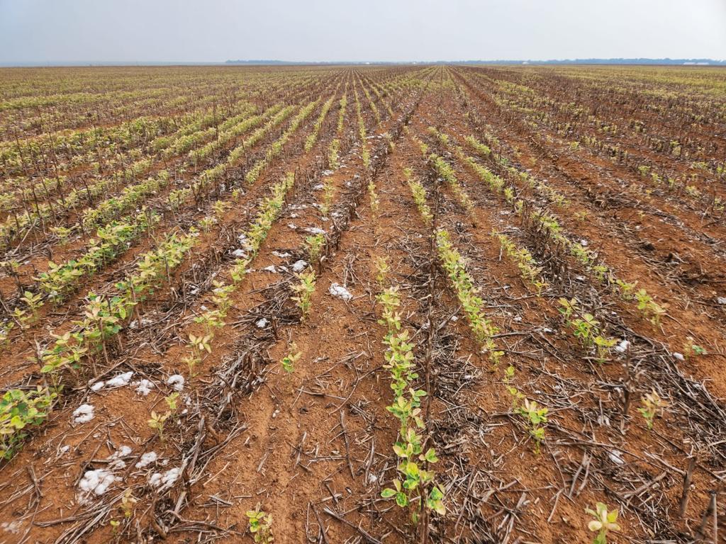 Calor intenso e falta de chuva atrasam o plantio e castigam a soja recém-emergida