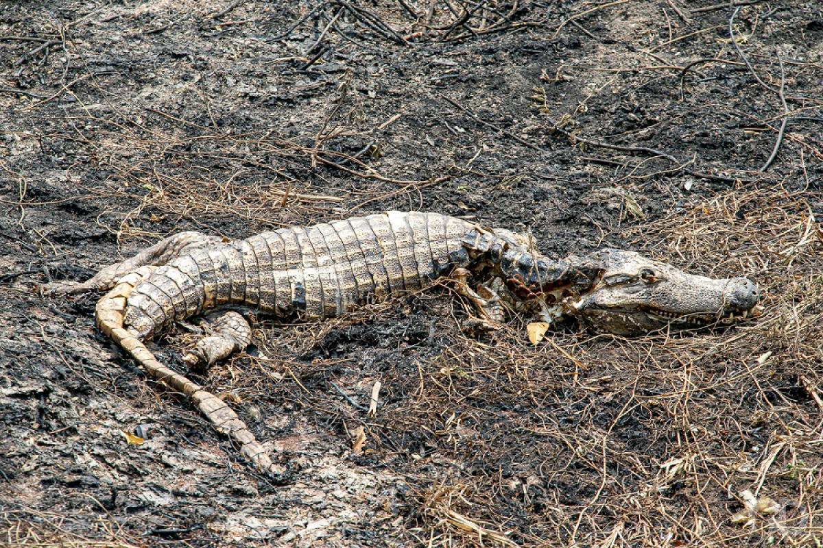 Fogo avança e Pantanal vira cemitério a céu aberto em MT