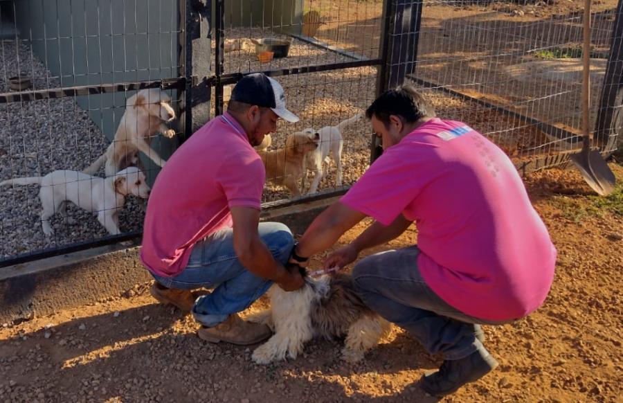 Vigilância Ambiental realiza campanha de vacinação contra raiva animal em Primavera do Leste