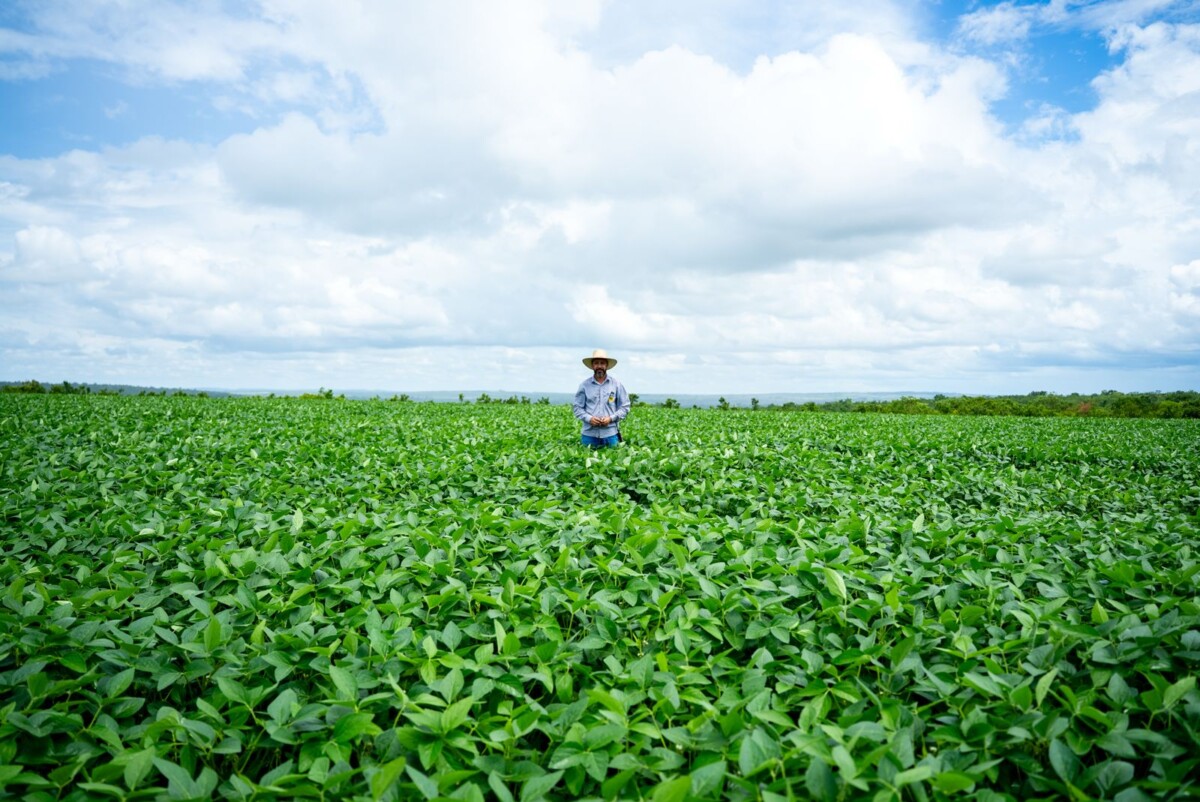 Irregularidade climática impacta início da safra em Primavera do Leste e Paranatinga