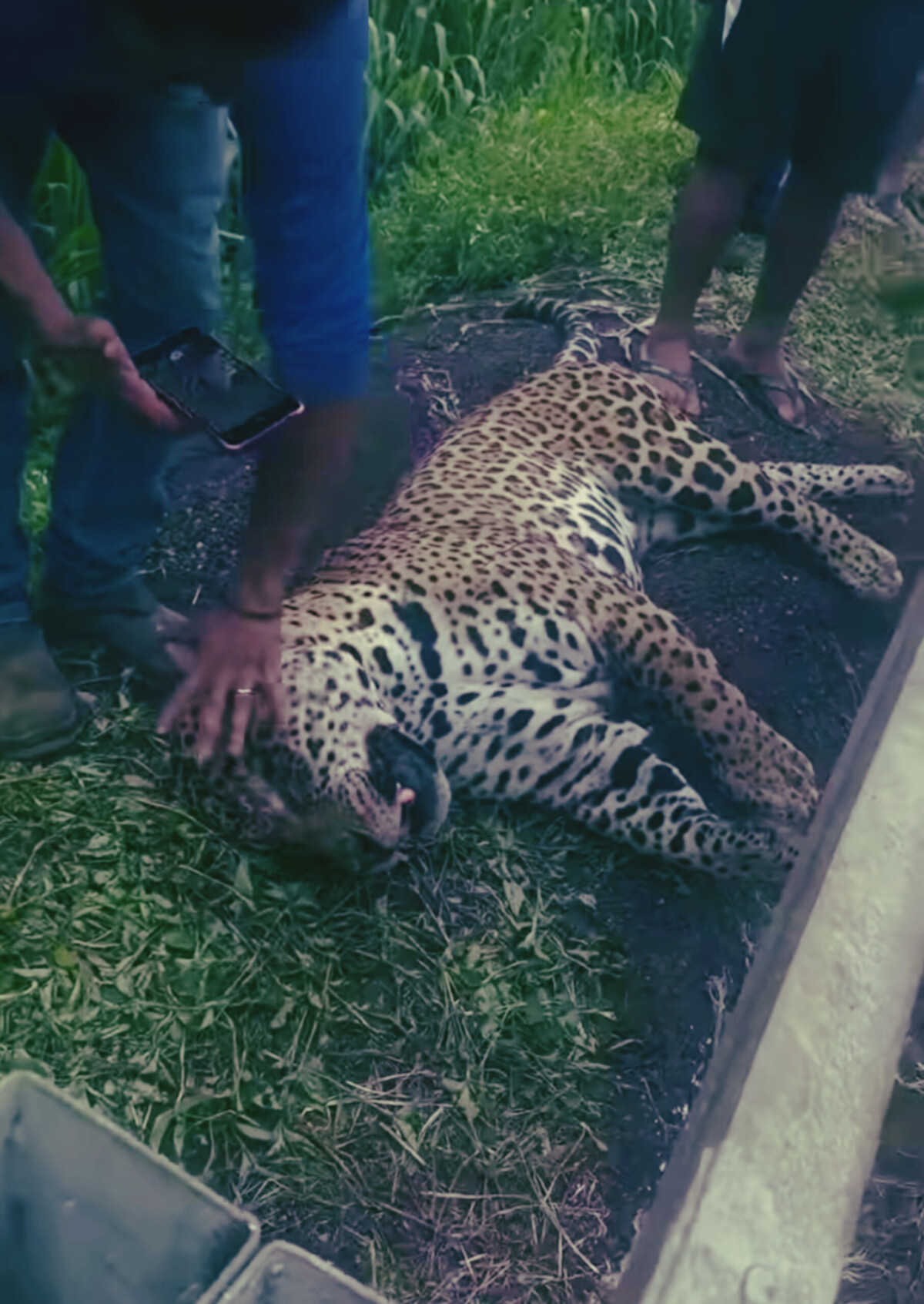 Pintada é Atropelada na BR-070 e Morre Próximo a Primavera do Leste