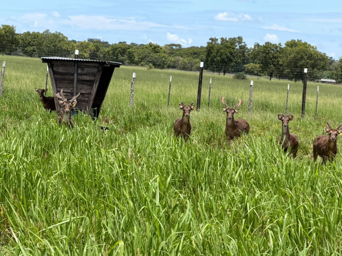 Ibama encontra macacos, tucanos, araras e veados em cativeiro ilegal em Mato Grosso