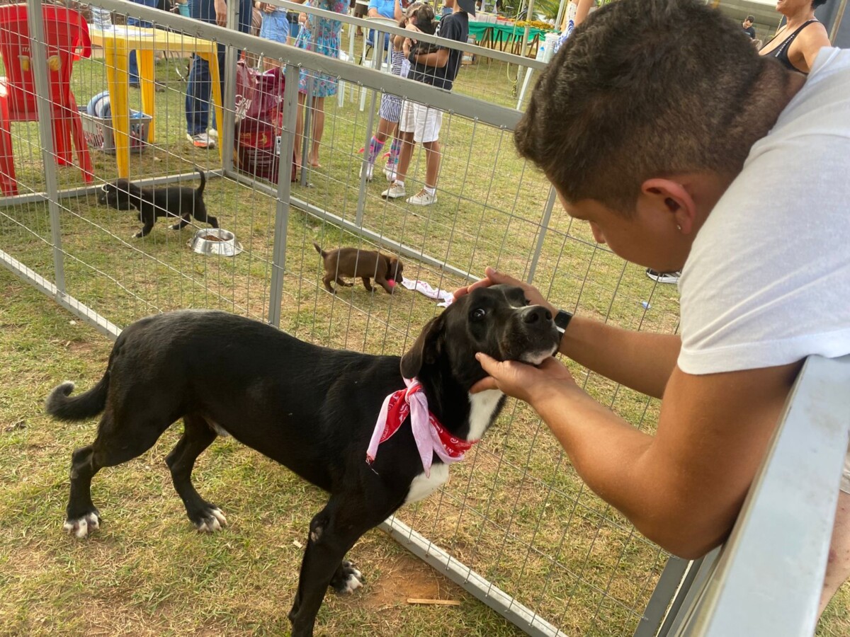 Feira de adoção do Castrapet reúne população e reforça cuidado animal em Primavera do Leste