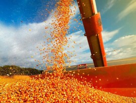 Após altas em agosto e setembro, preço do milho em Mato Grosso cai em média 3,8% em outubro