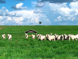 Cotação do boi gordo em Mato Grosso tem alta de 5,7% este mês