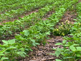 Plantio da soja chega a 89% da área prevista e entra na reta final em Mato Grosso