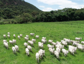 Produtores de Mato Grosso devem atualizar dados dos rebanhos a partir de domingo