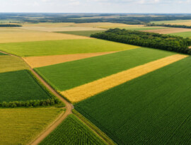 USDA informa colheita de milho em 60% e de soja em 79% nos EUA